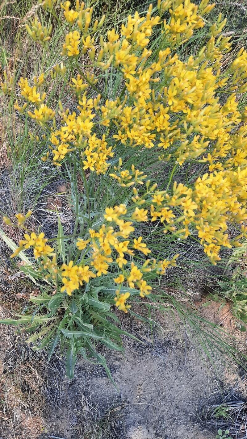 Crepis acuminata — related species from the same genus