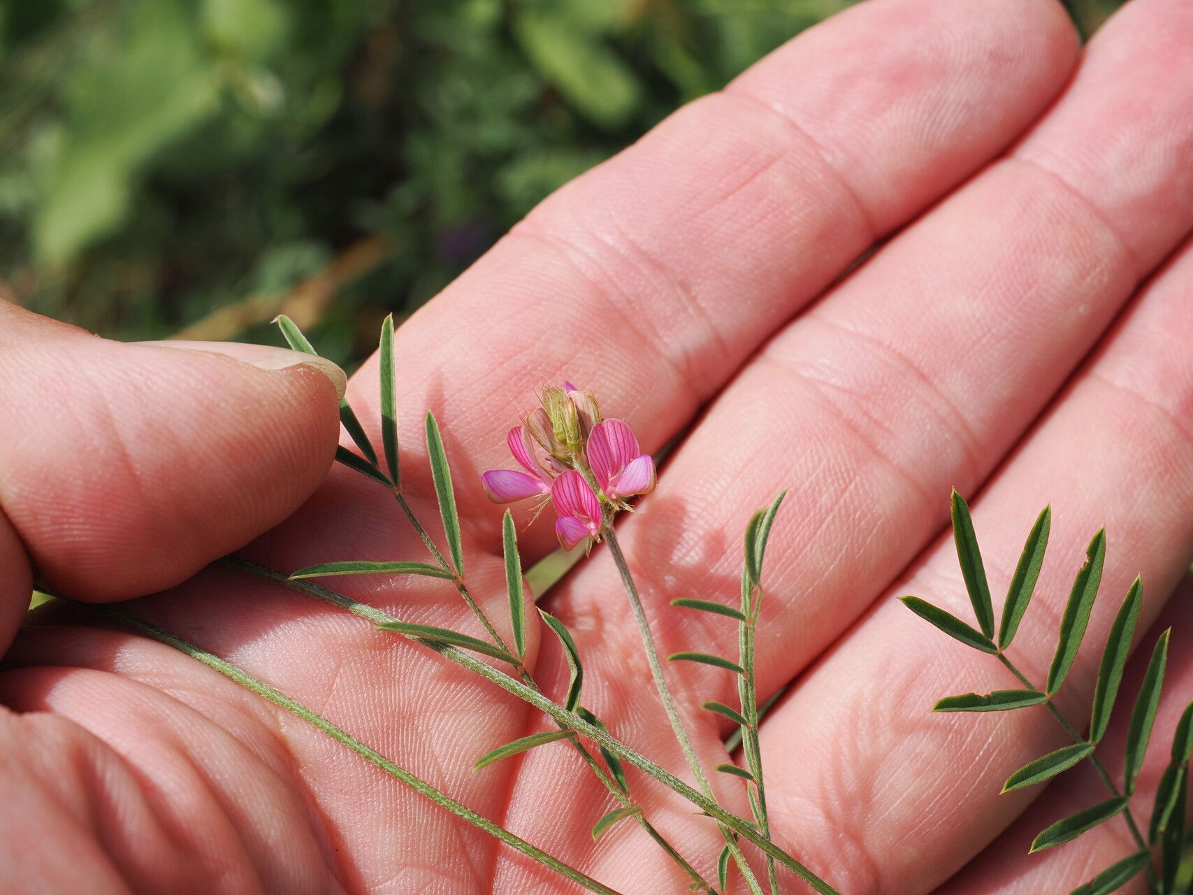Onobrychis cyri — search result for 'Onobrychis'
