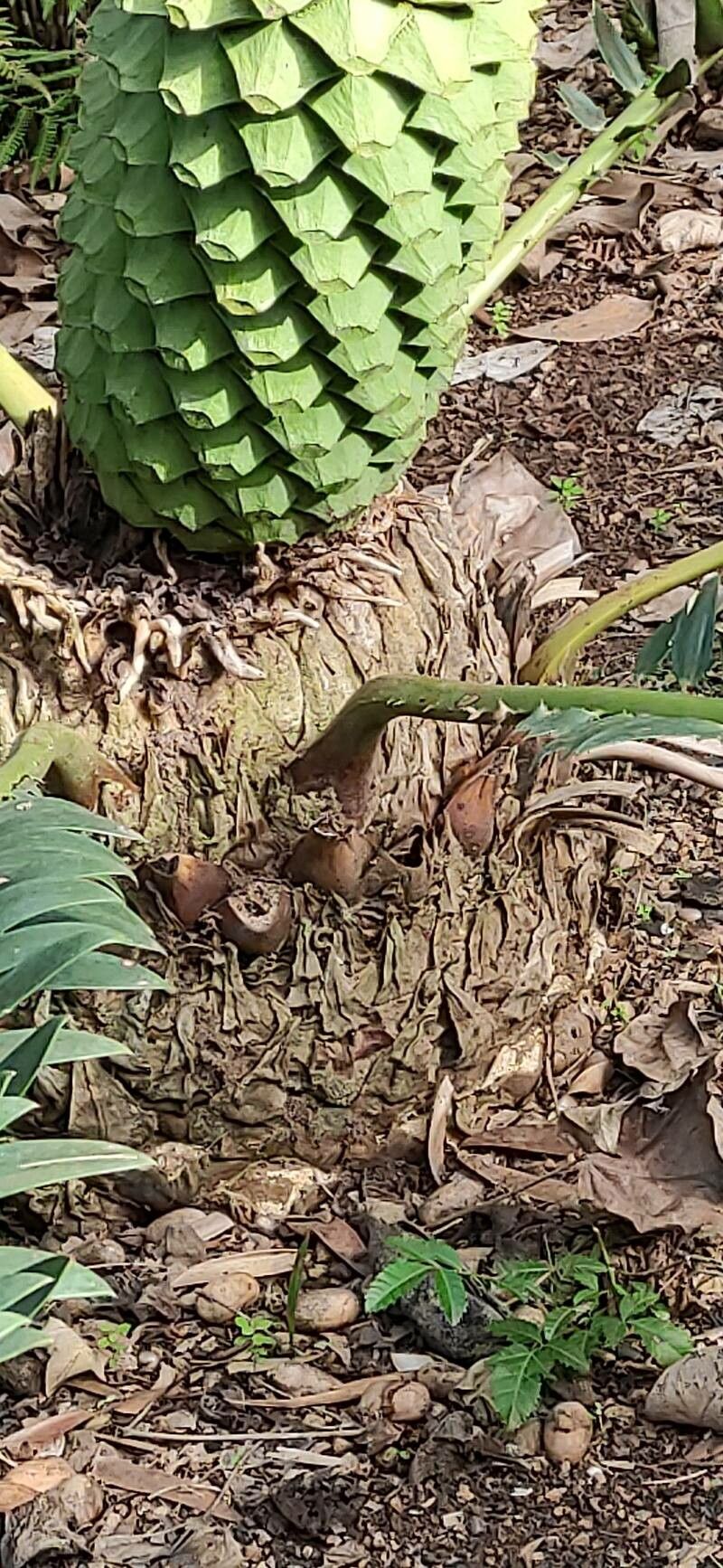Encephalartos manikensis bark