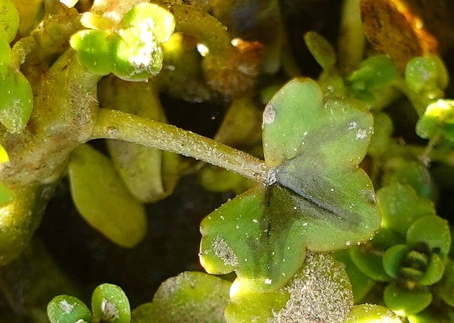 Ranunculus hederaceus leaf