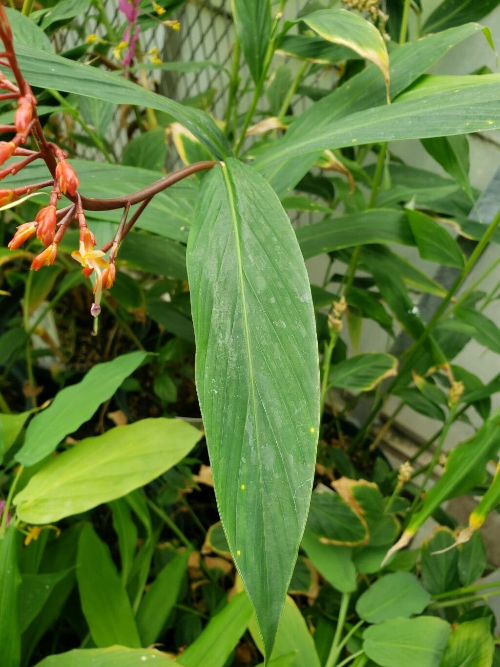 Globba orixensis — related species from the same genus