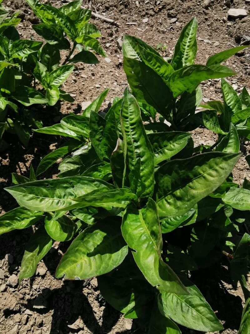 Persicaria tinctoria leaf