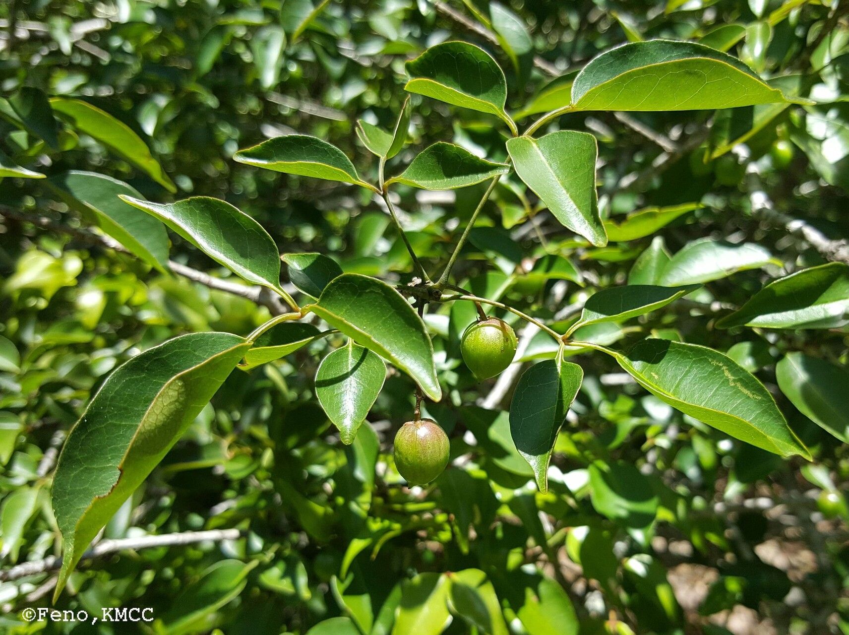 Commiphora marchandii leaf