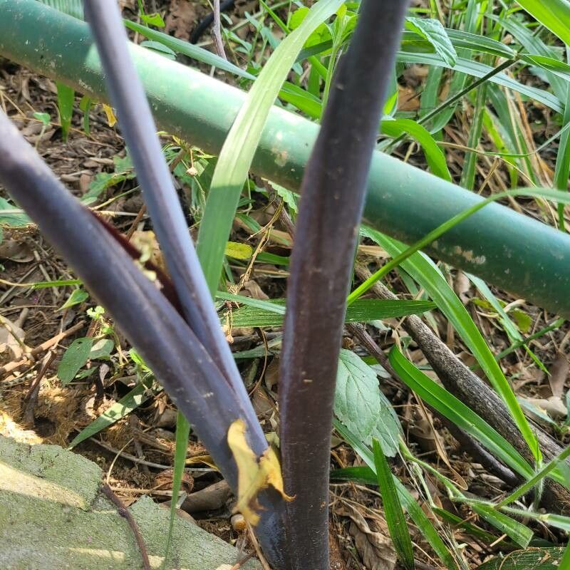 Xanthosoma violaceum bark