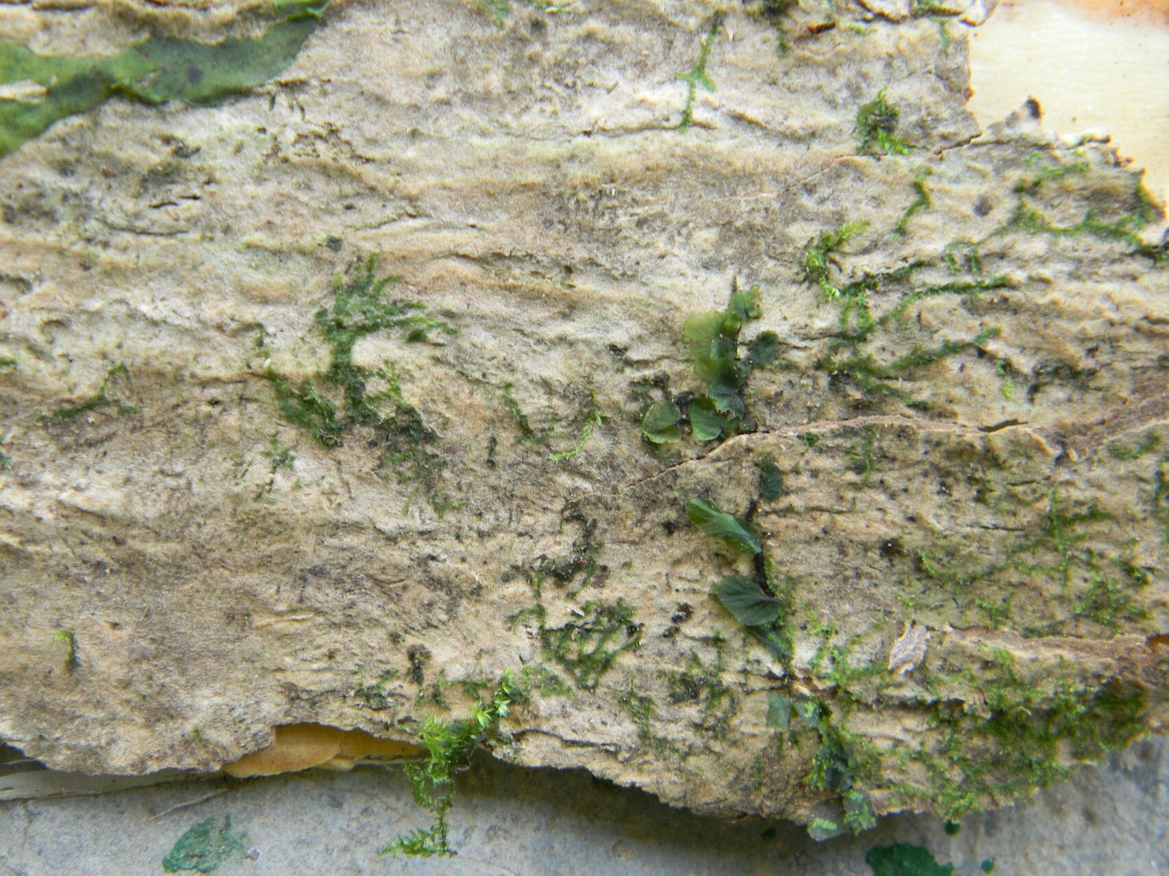 Dracaena marina bark