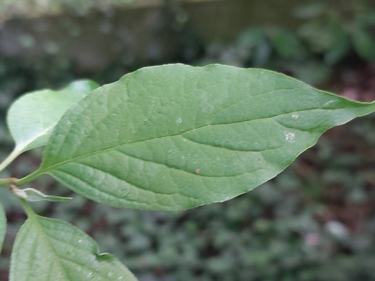Cornus obliqua leaf