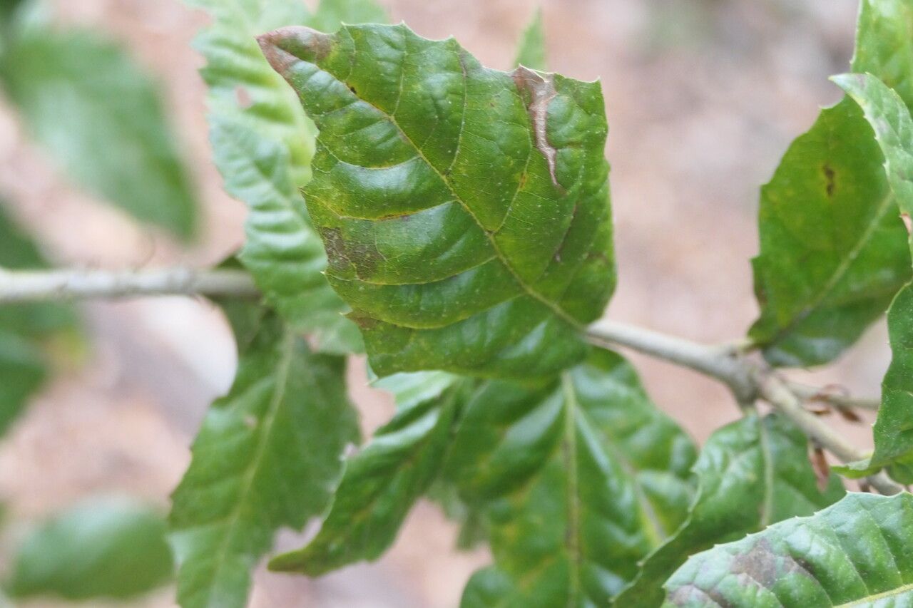 Quercus tomentella — search result for 'Quercus'