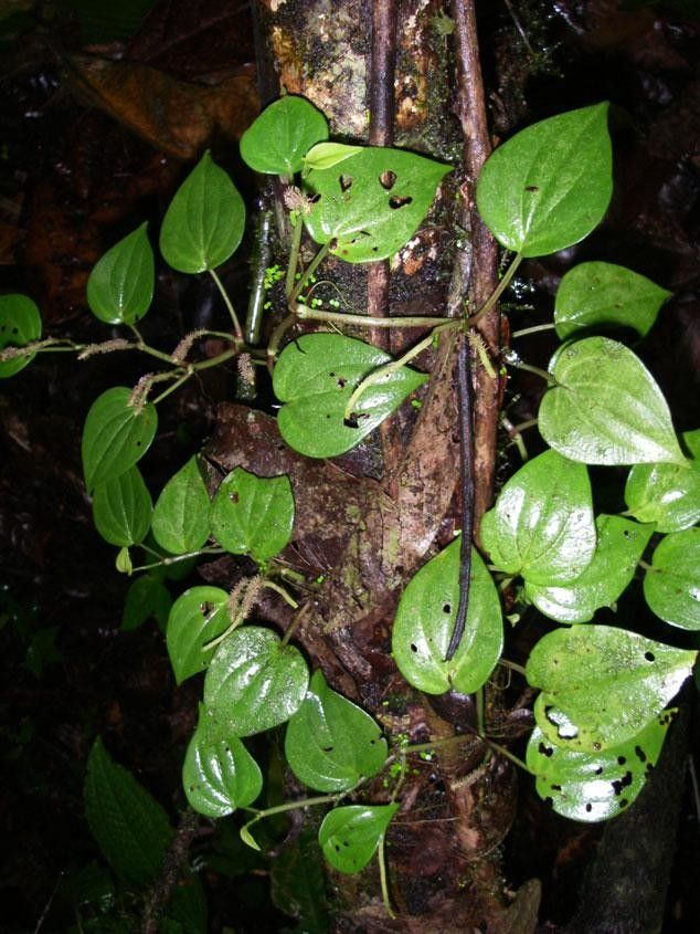 Peperomia calvicaulis other