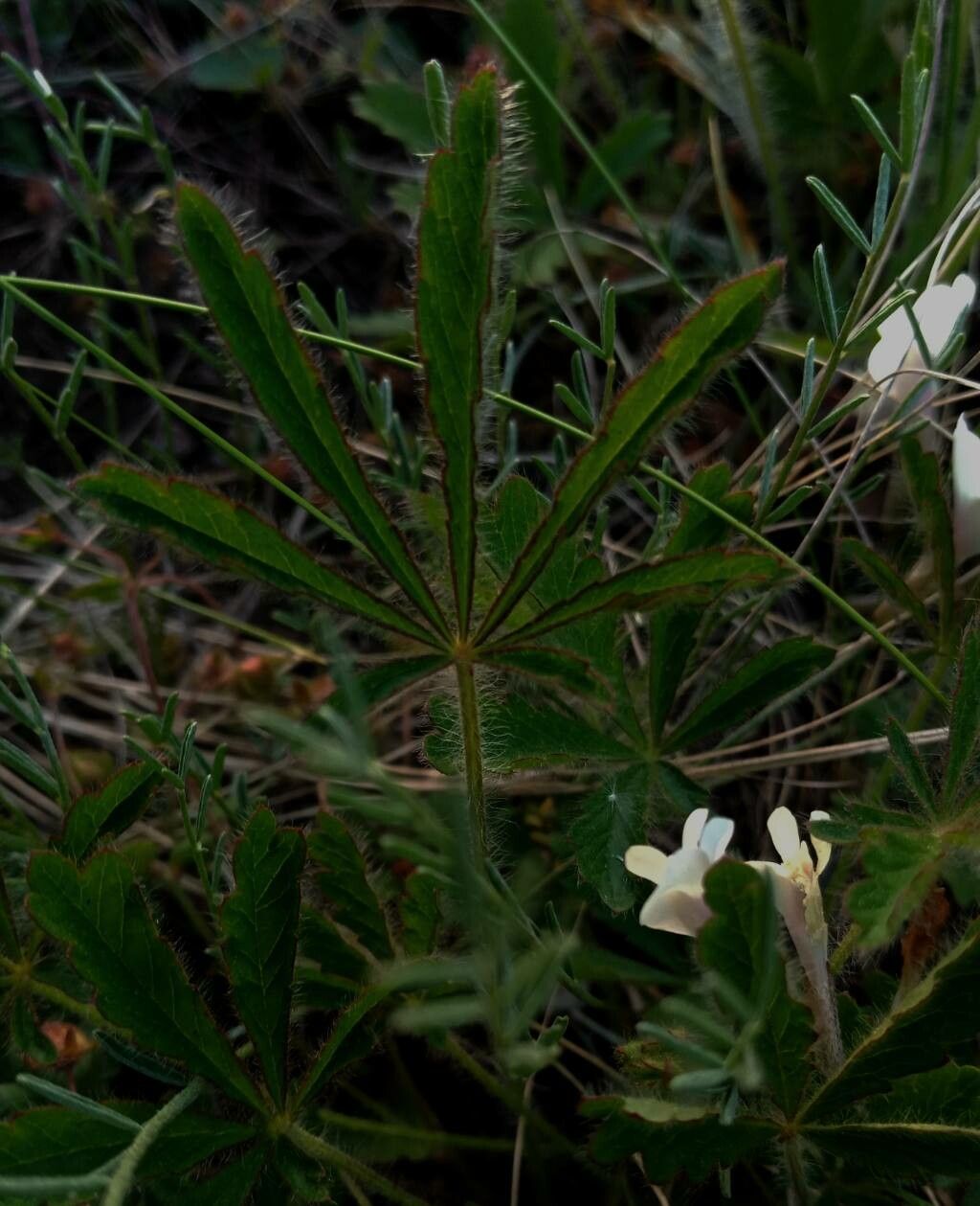 Potentilla heptaphylla leaf