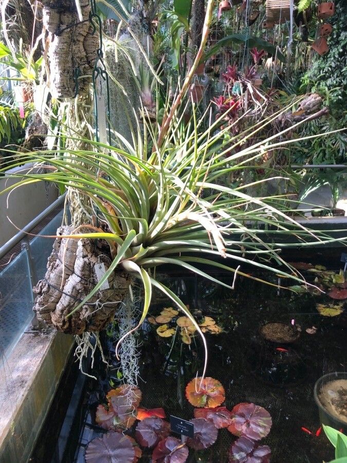 Tillandsia rodrigueziana — search result for 'El Salvador'