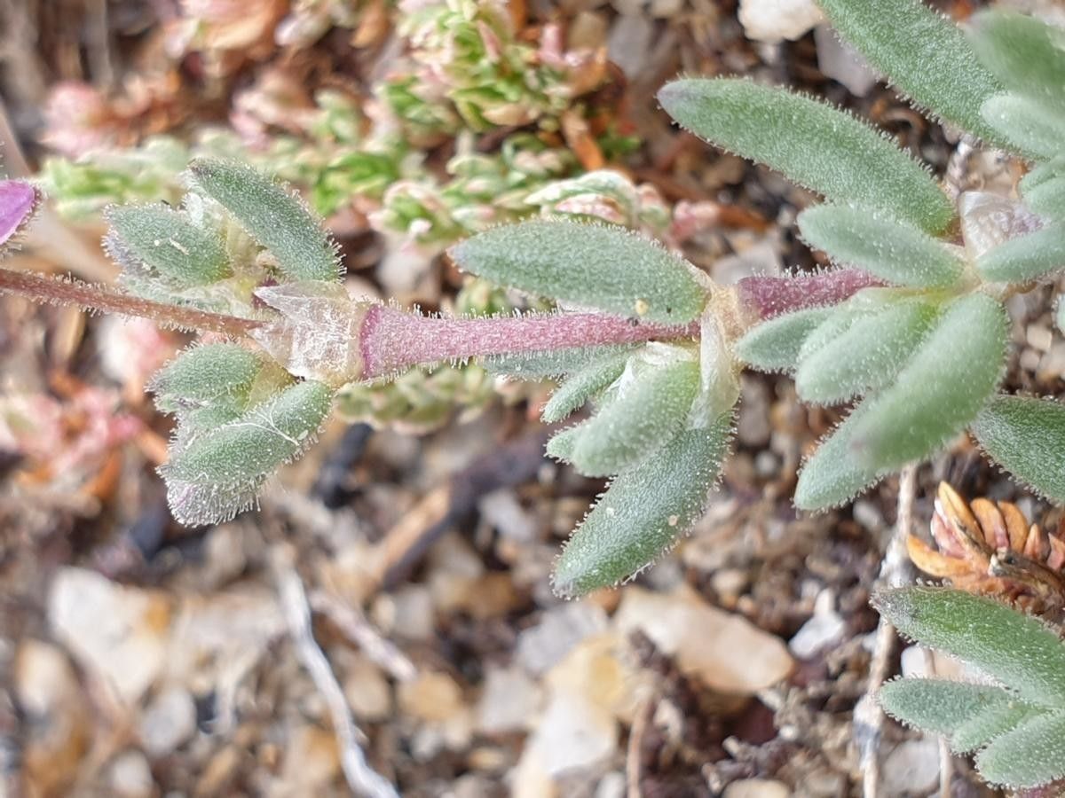 Spergula macrorrhiza — houseplant care guide