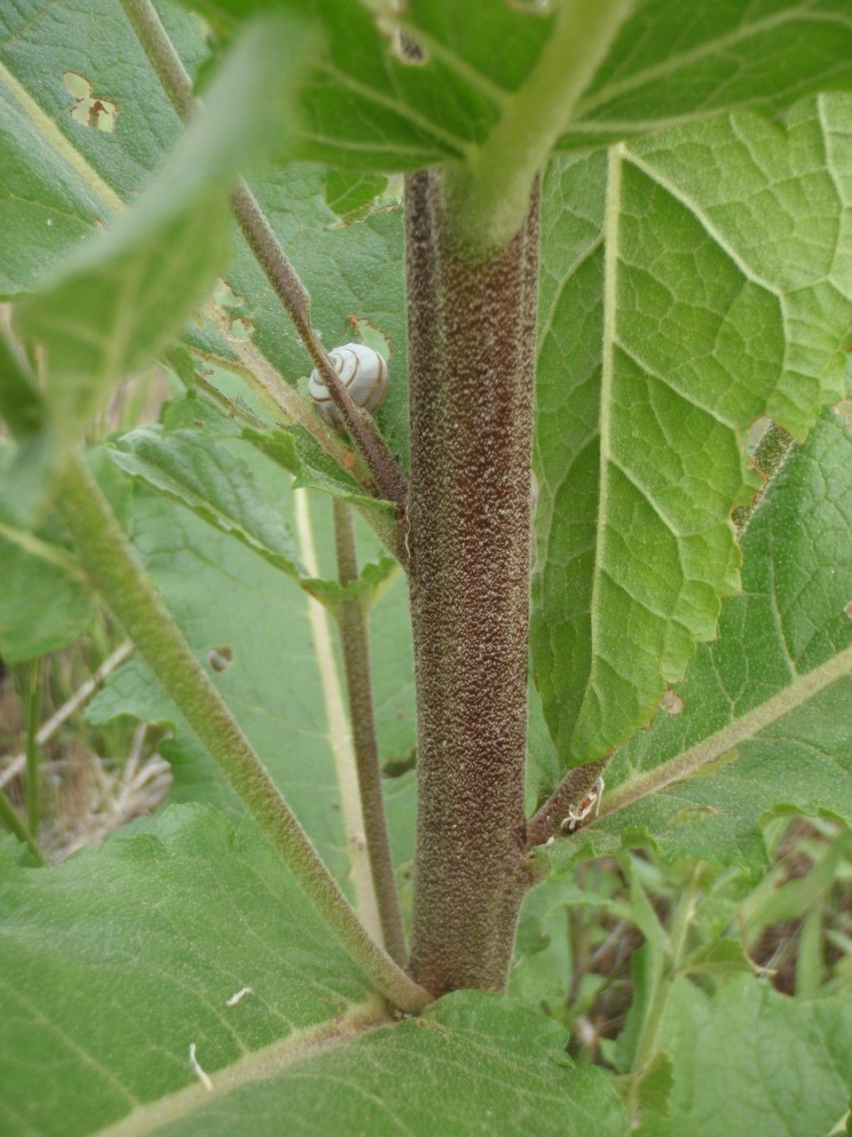 Verbascum banaticum bark
