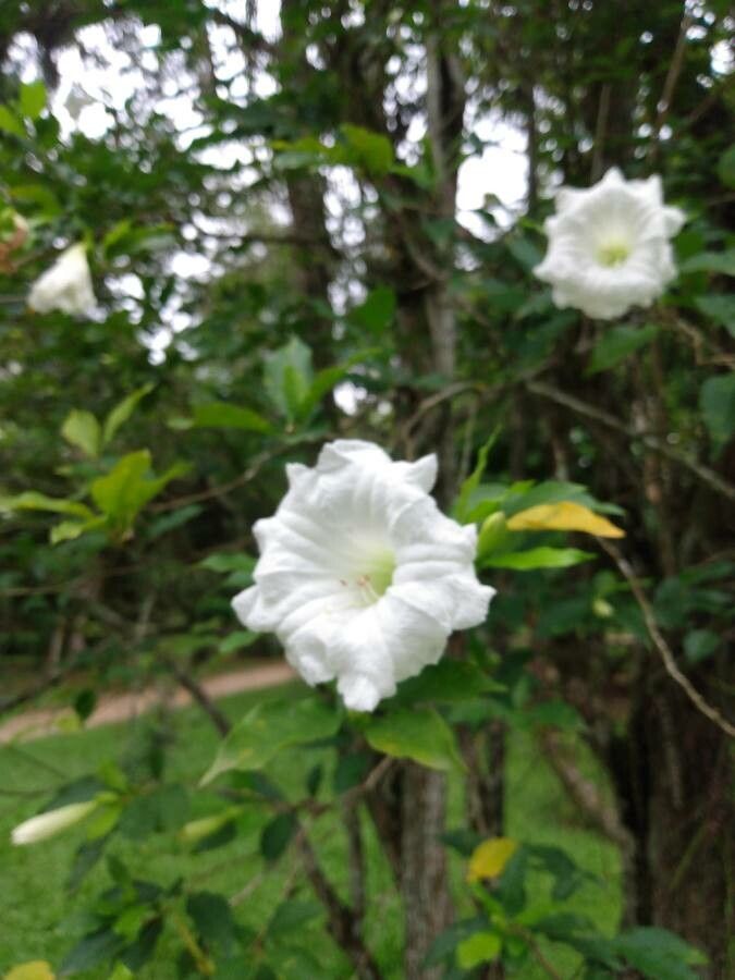 Dolichandrone spathacea flower