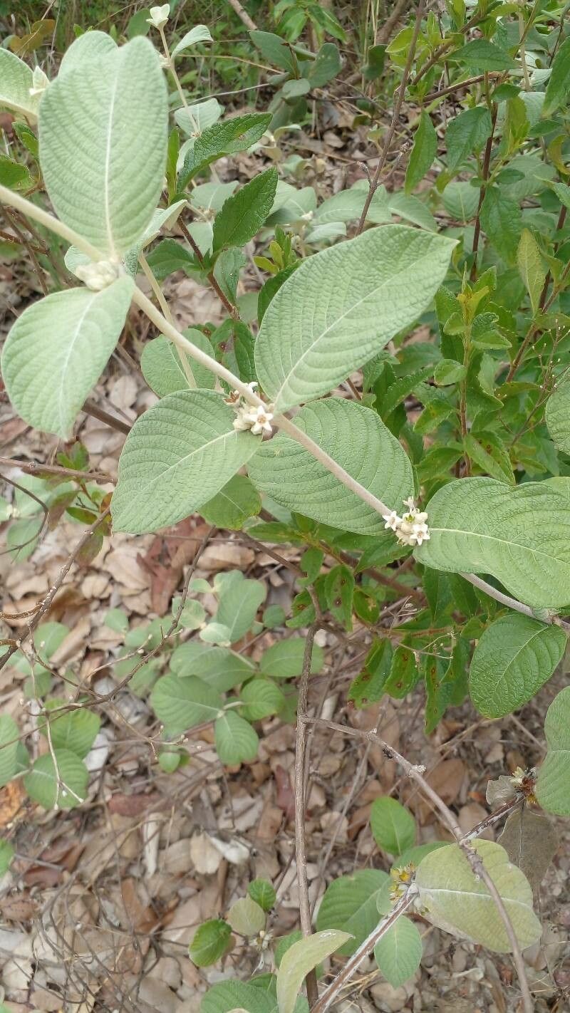 Sabicea brasiliensis flower