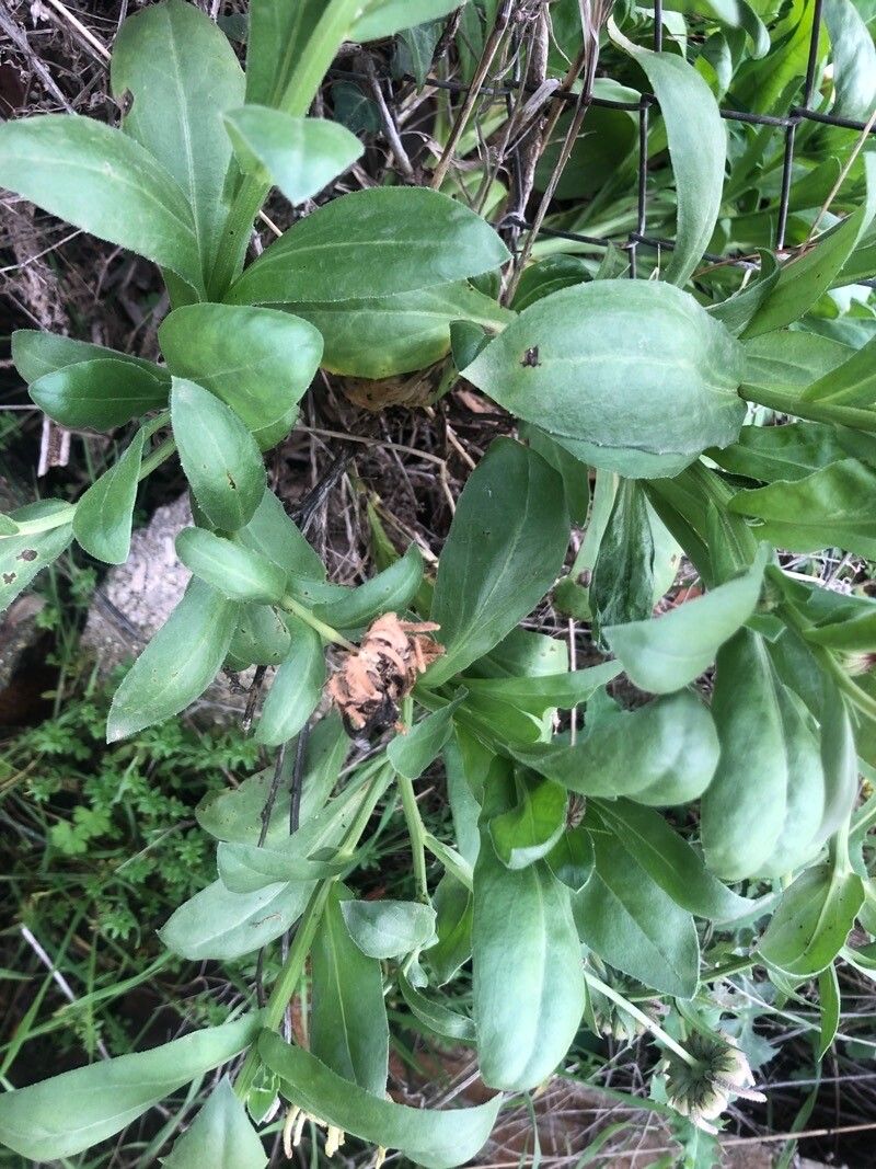 Calendula suffruticosa leaf