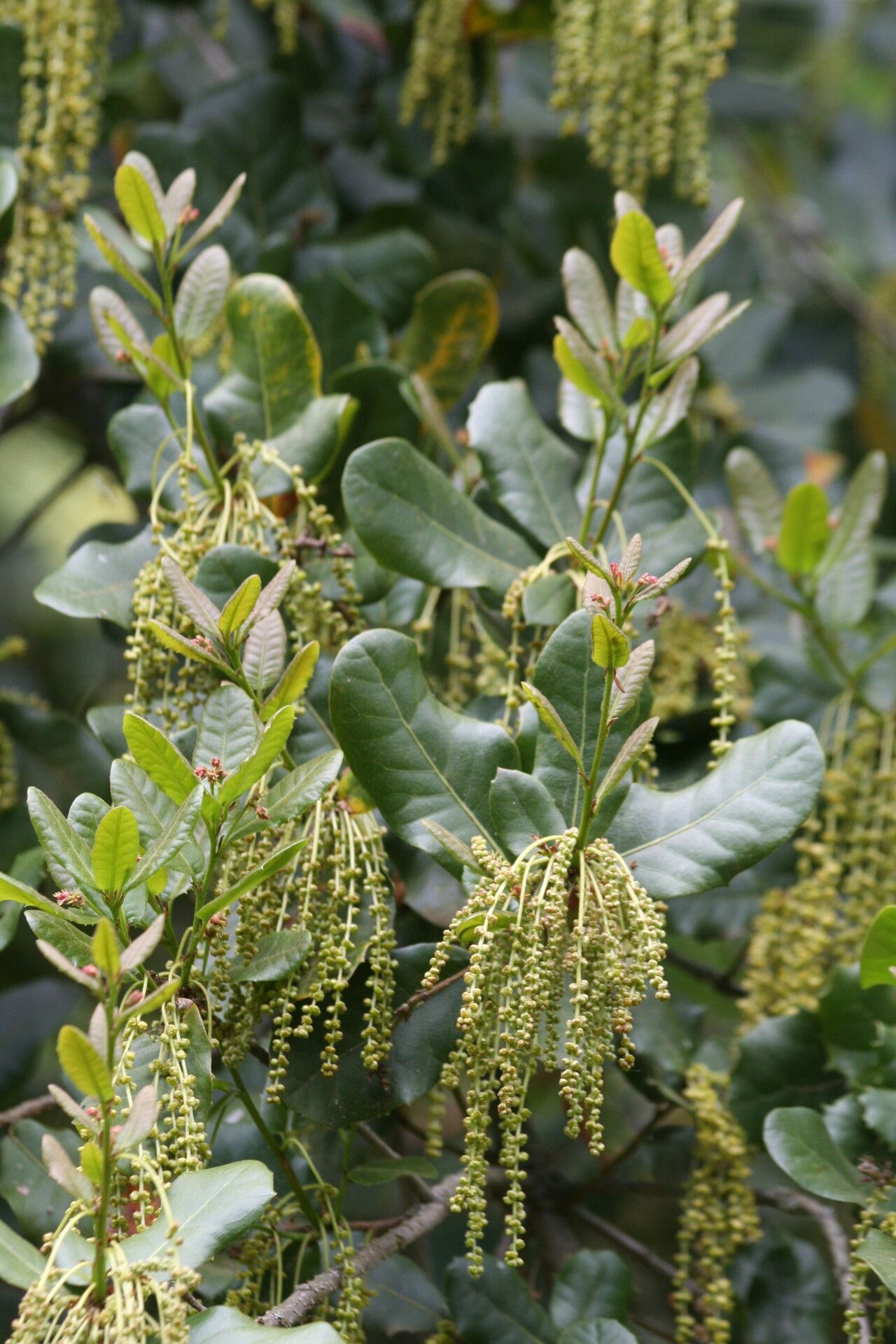 Quercus rehderiana flower