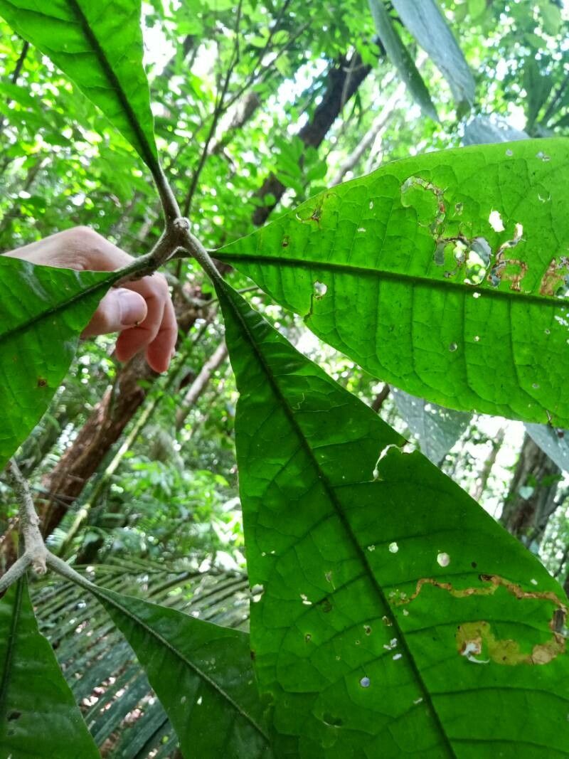 Aegiphila villosa — houseplant care guide