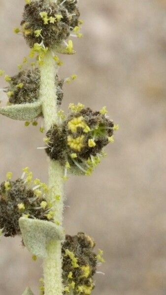 Atriplex imbricata flower
