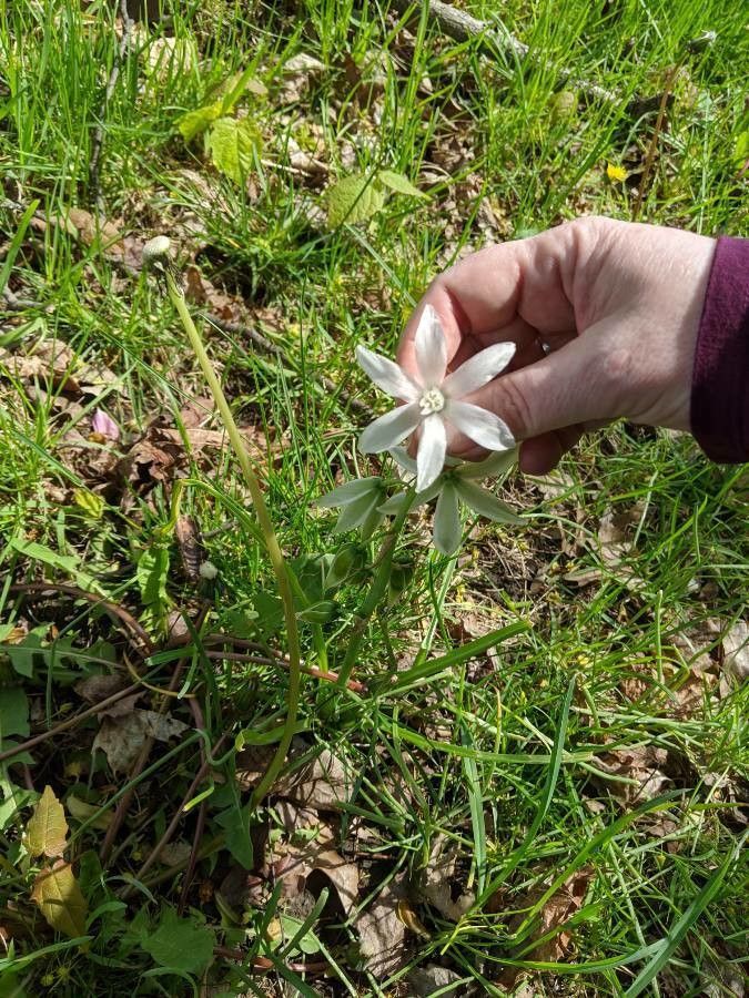 Ornithogalum nutans leaf