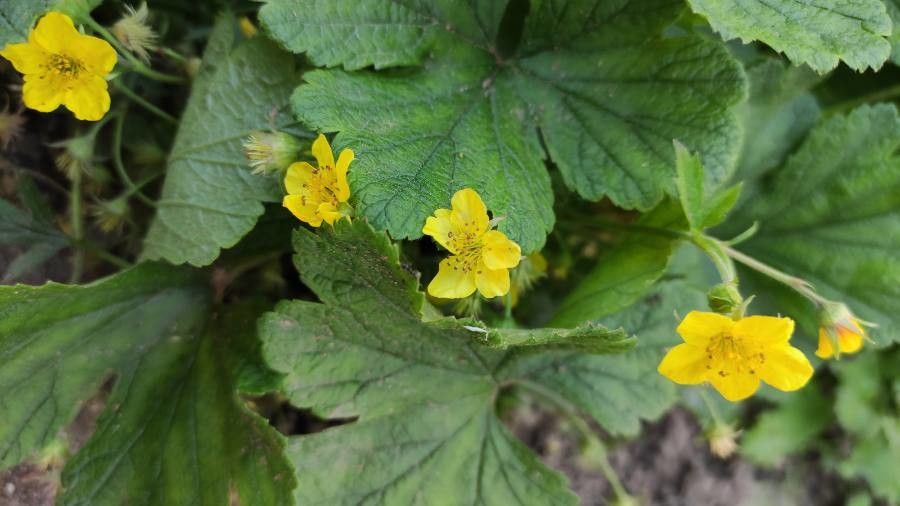 Waldsteinia ternata leaf
