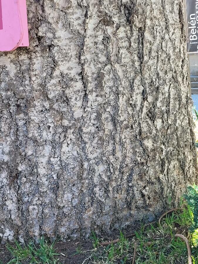 Araucaria scopulorum bark
