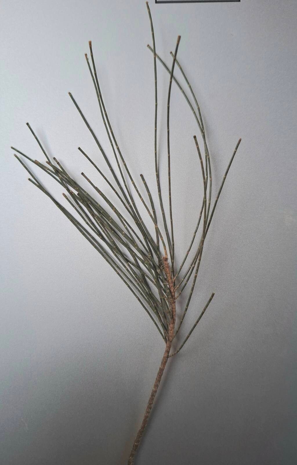Casuarina cristata — related species from the same genus
