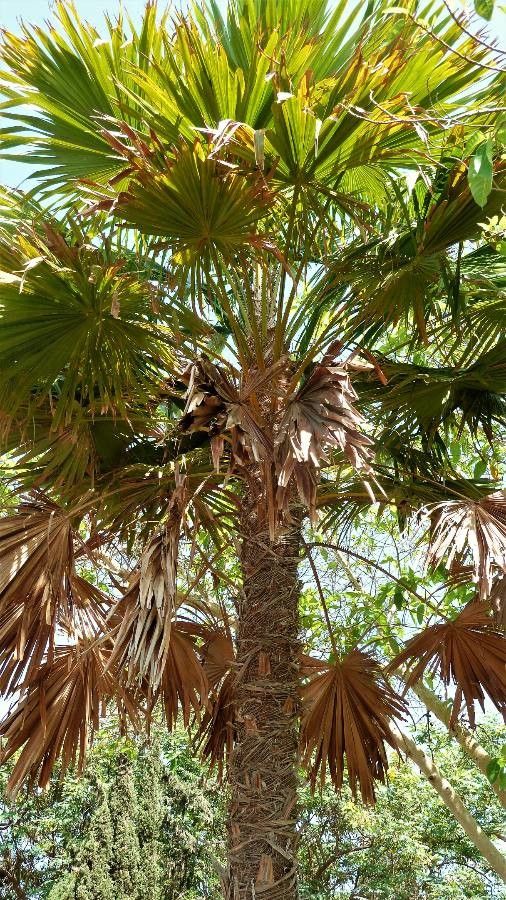 Saribus rotundifolius leaf