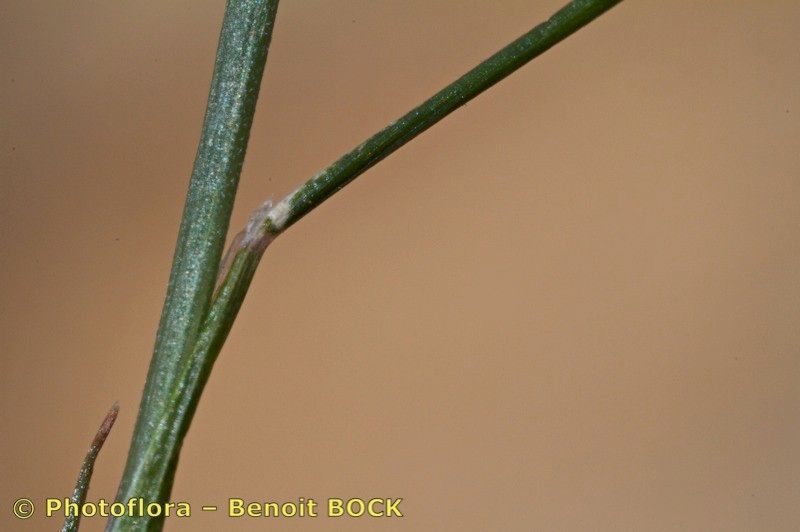 Narduroides salzmannii bark