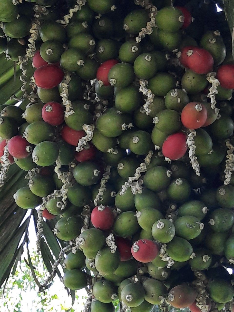 Chambeyronia macrocarpa fruit