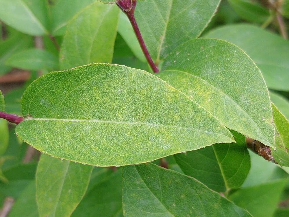 Lonicera × purpusii leaf