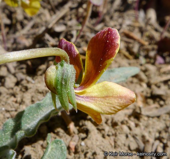 Viola pinetorum flower
