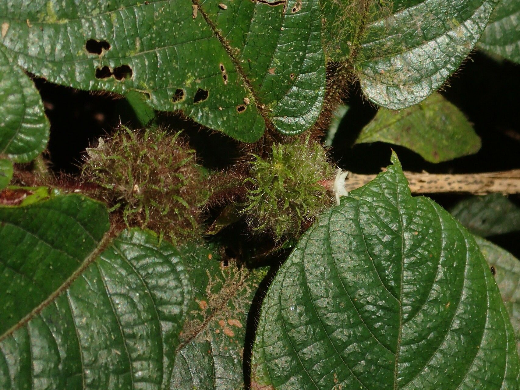 Sabicea medusula — houseplant care guide