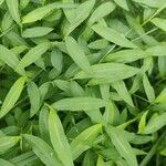 Microstegium vimineum