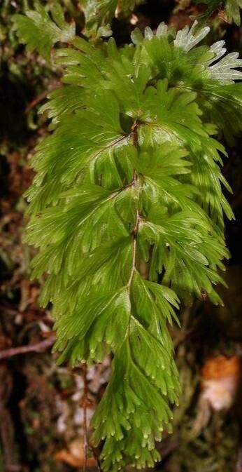 Hymenophyllum flabellatum — houseplant care guide