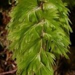 Hymenophyllum flabellatum