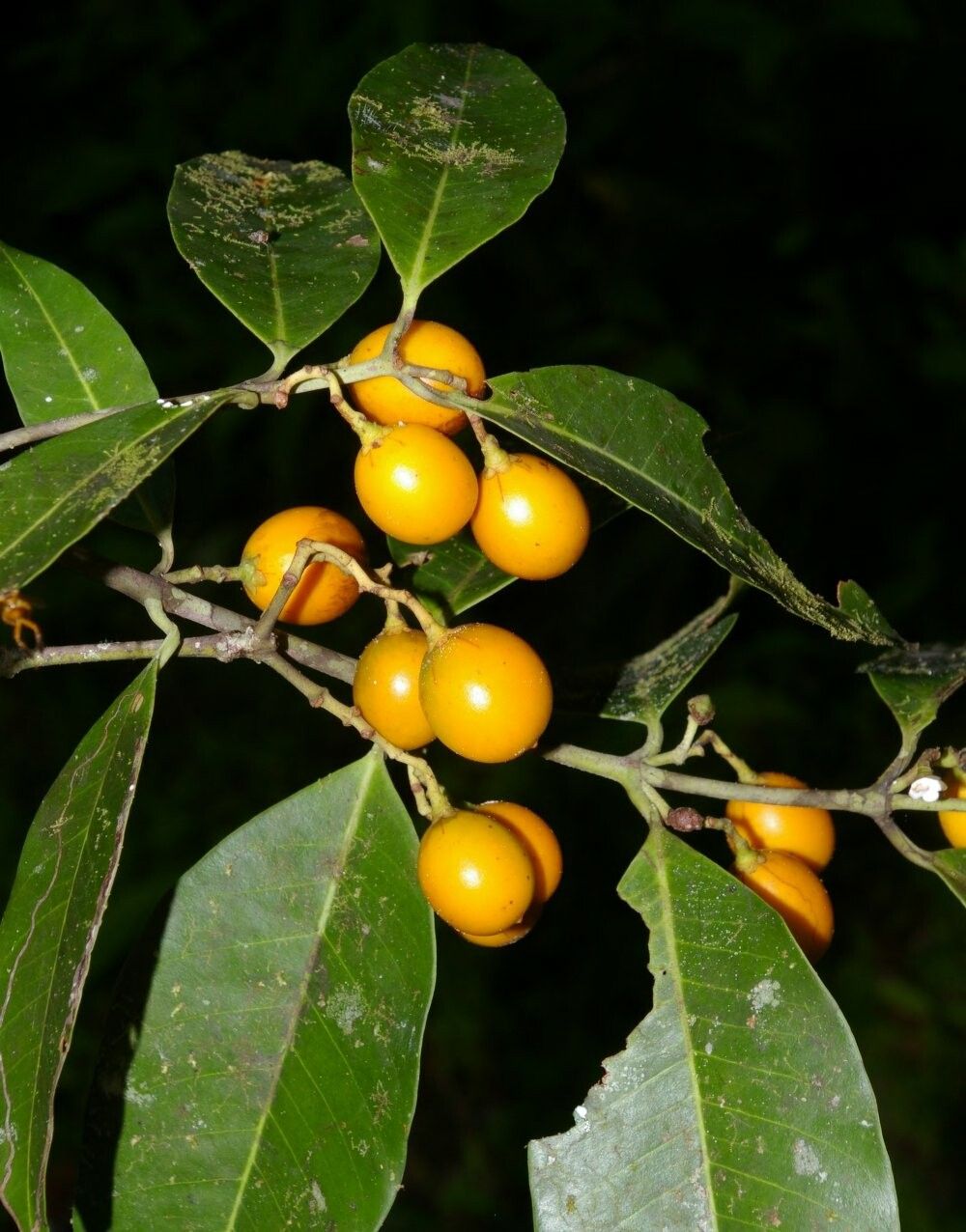 Lacmellea arborescens — related species from the same genus