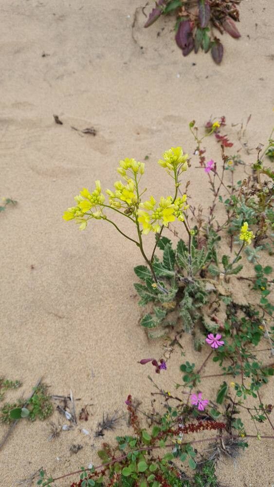 Biscutella atlantica flower