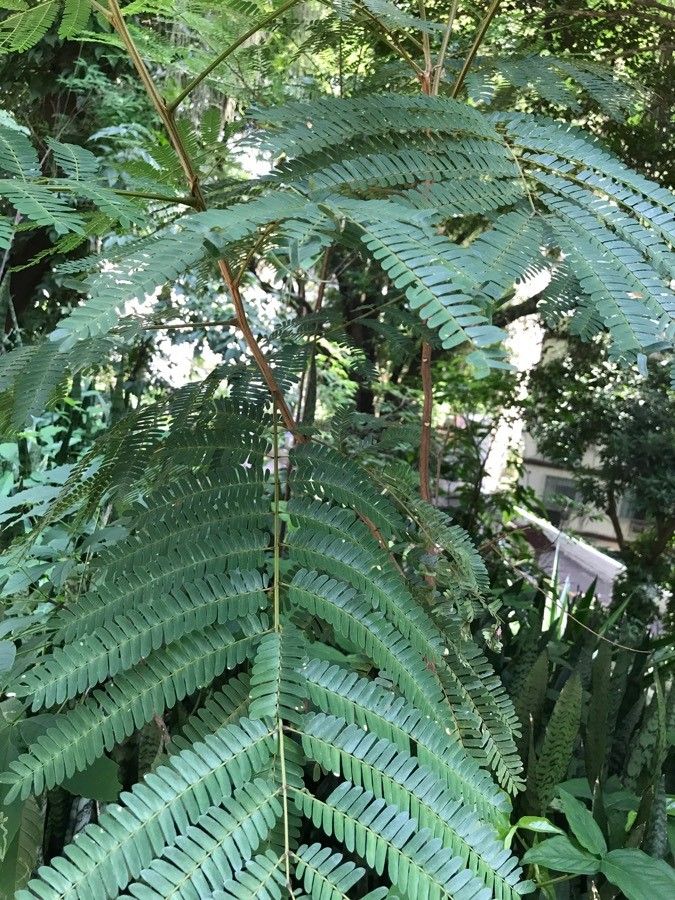 Senegalia caffra — search result for 'southern Africa'