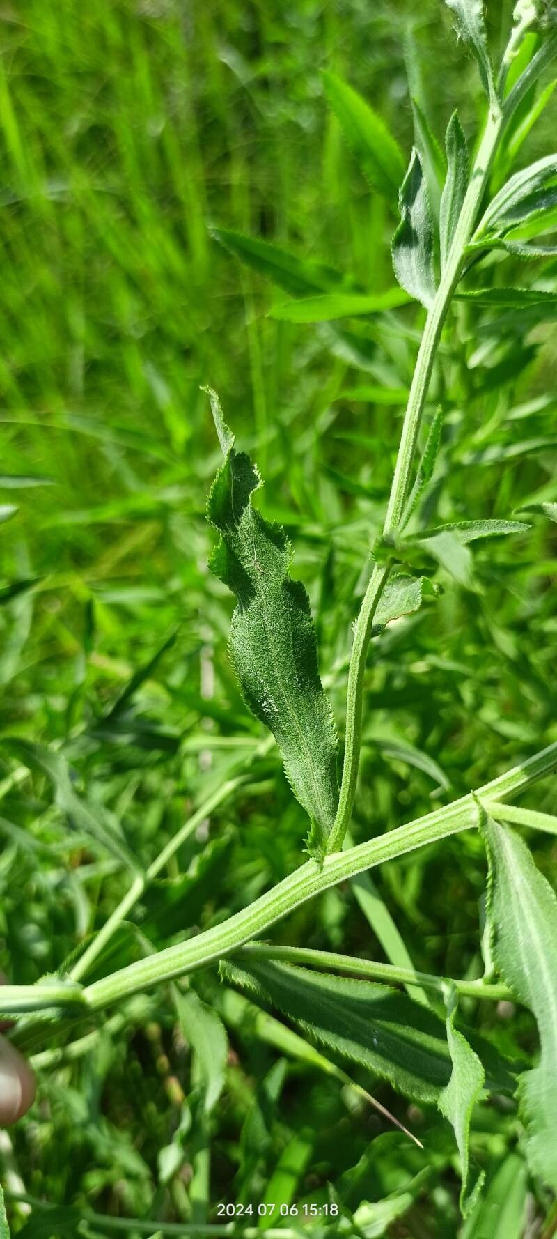 Achillea salicifolia — search result for 'Achillea'