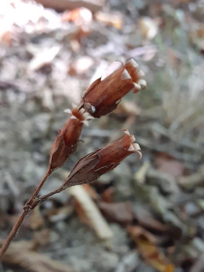 Primula elatior fruit