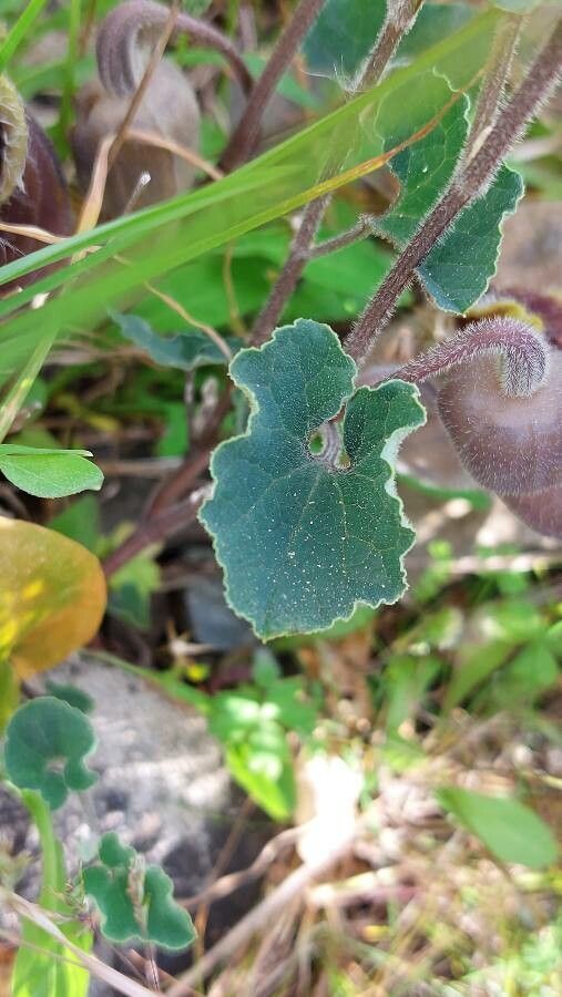Aristolochia cretica — search result for 'Aristolochia'