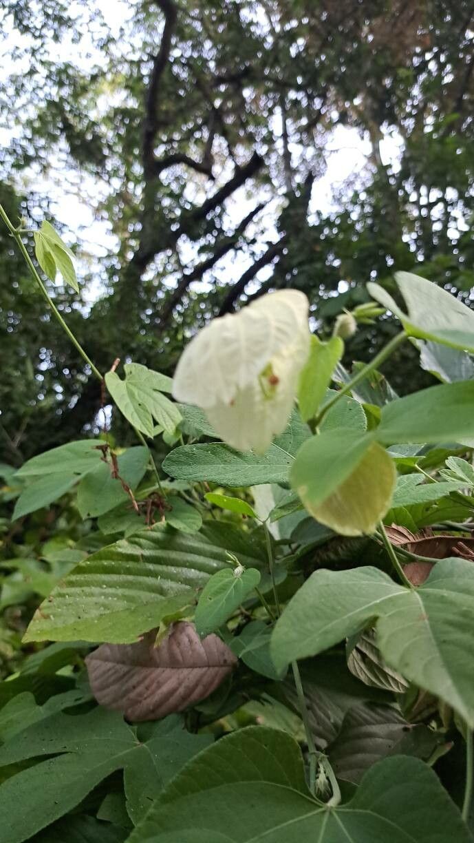 Dalechampia tiliifolia — houseplant care guide