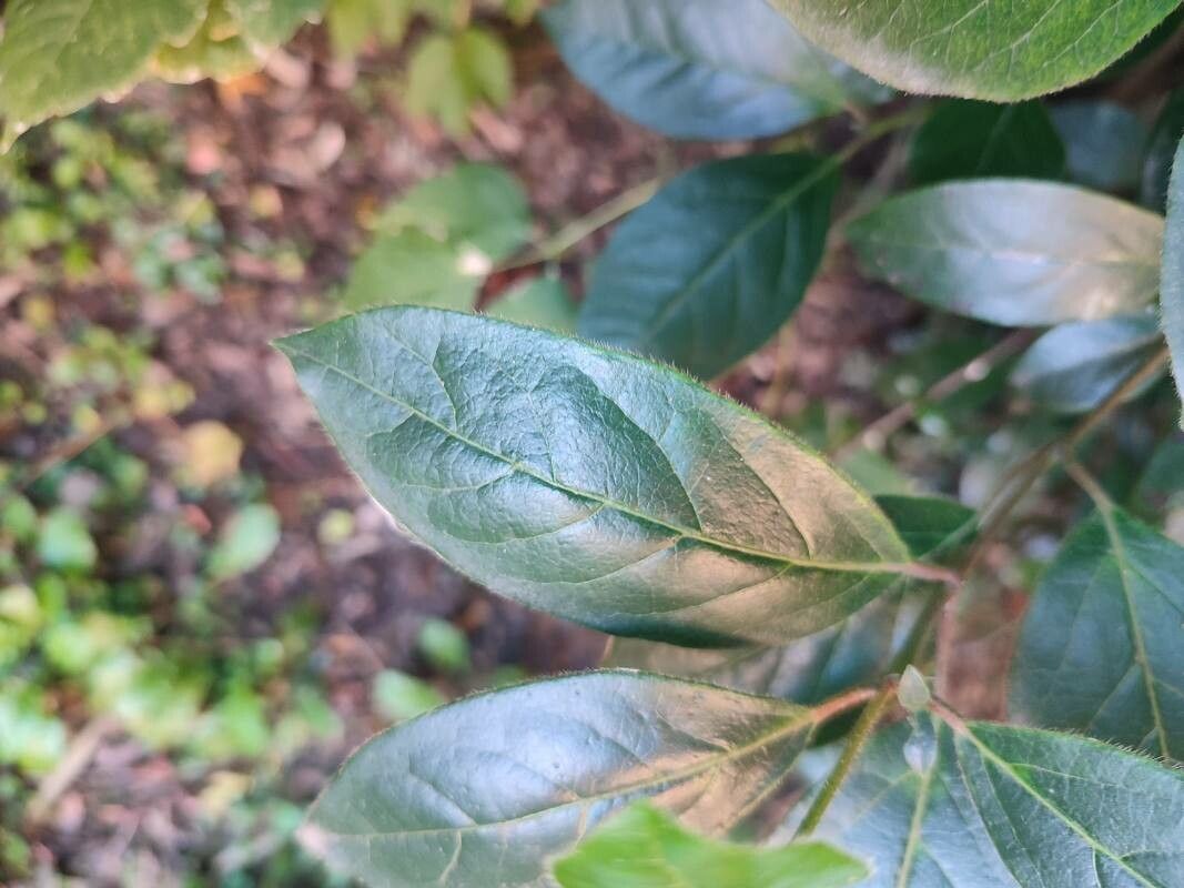 Combretum kraussii leaf