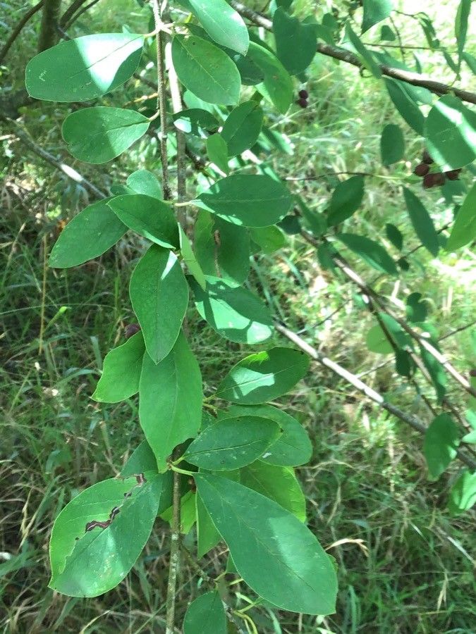Cotoneaster ignotus — houseplant care guide