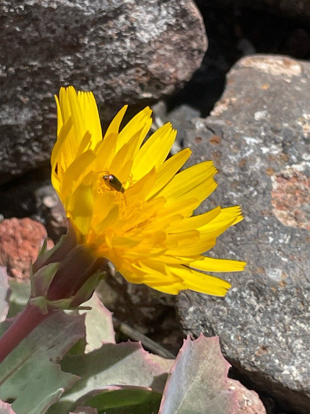 Reichardia famarae flower