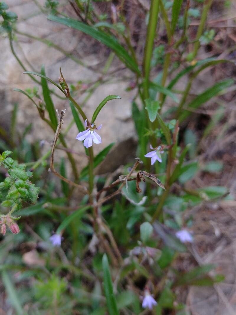 Lobelia anceps habit