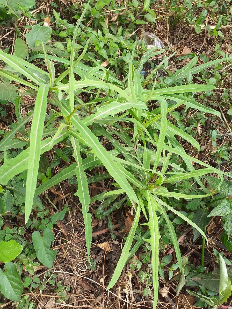 Lactuca indica — search result for 'Lactuca'