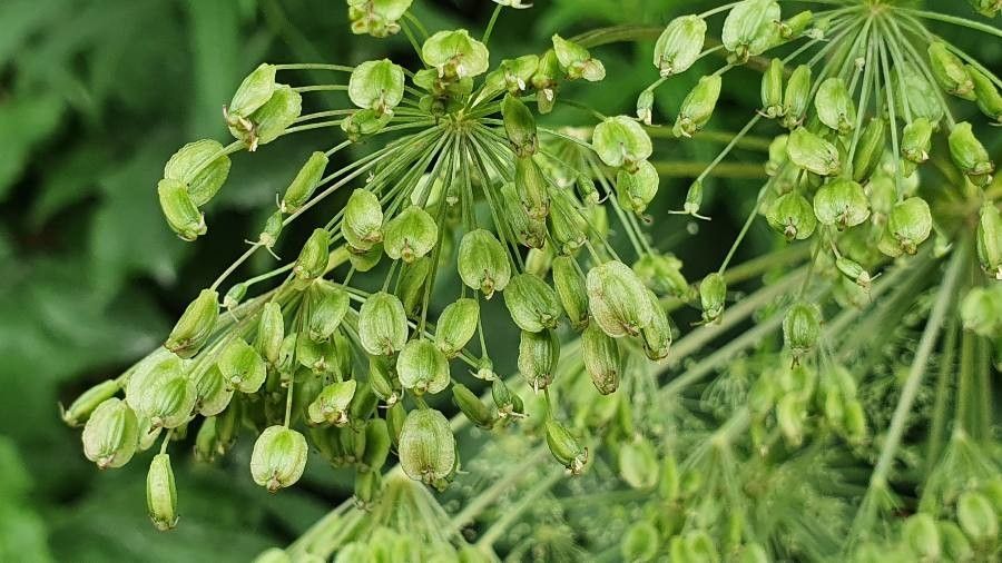 Imperatoria ostruthium fruit