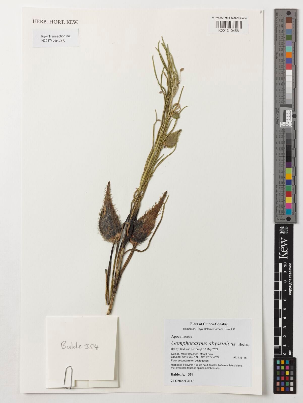 Gomphocarpus abyssinicus — related species from the same genus