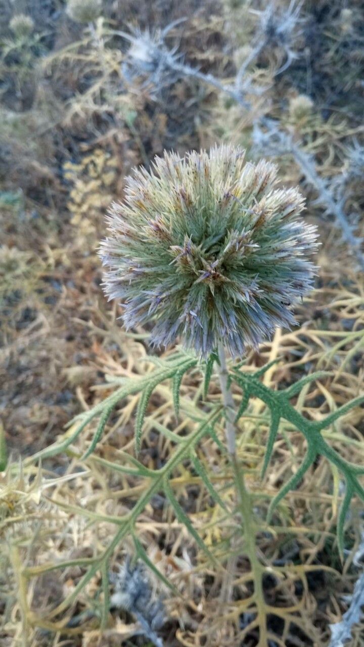 Echinops strigosus fruit